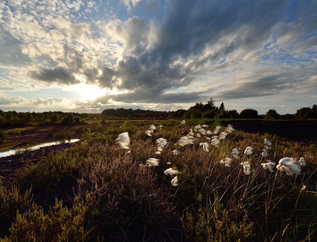 Bog cotton, Lullymore heritage and discovery park, Co Kildare (1)